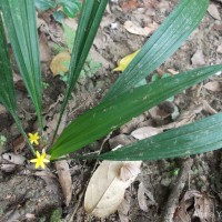 Curculigo orchioides Gaertn.